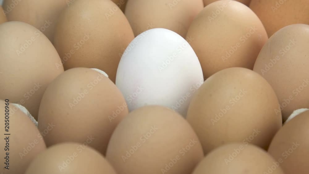 Individual White Egg with Brown Eggs In An Rotating Green Carton Egg Tray Individual White Egg with Brown Eggs In An Rotating Green Carton Egg Tray