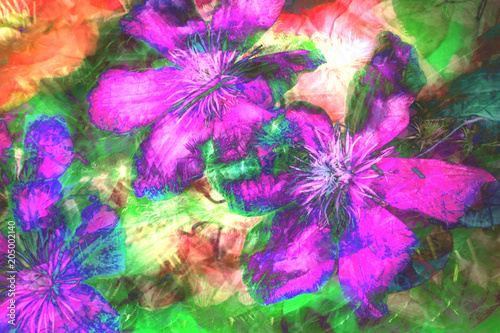 Fototapeta Naklejka Na Ścianę i Meble -  A psychedelic clematis flower background image.
