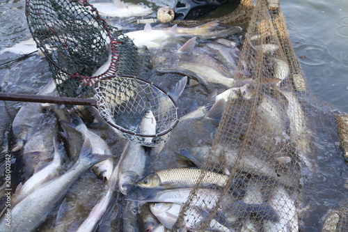 Canvas Print The fish in the water fishing nets