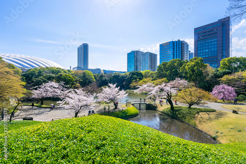 Tokyo, Japan - March 30, 2018 :Koishikawa Korakuen Garden is popular cherry blossom spot in Tokyo,Japan photo