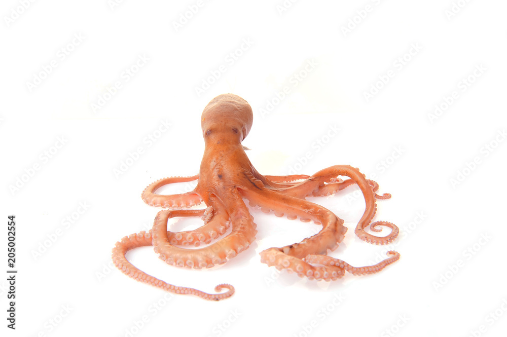 Obraz premium Octopus on a white background