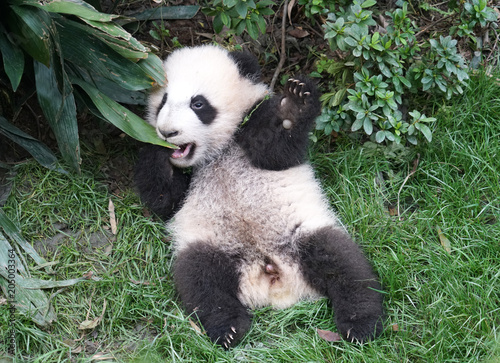 Fototapeta Naklejka Na Ścianę i Meble -  Cute baby panda playing on the ground