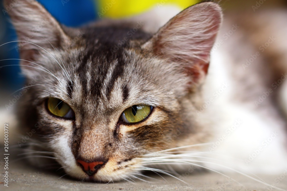 Cute cat face in close up