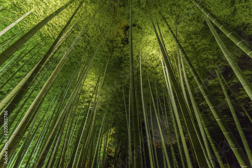 Bamboo grove  bamboo forest at Arashiyama  Kyoto  Japan