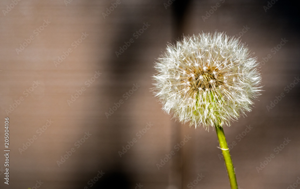 Fototapeta premium Dandelion
