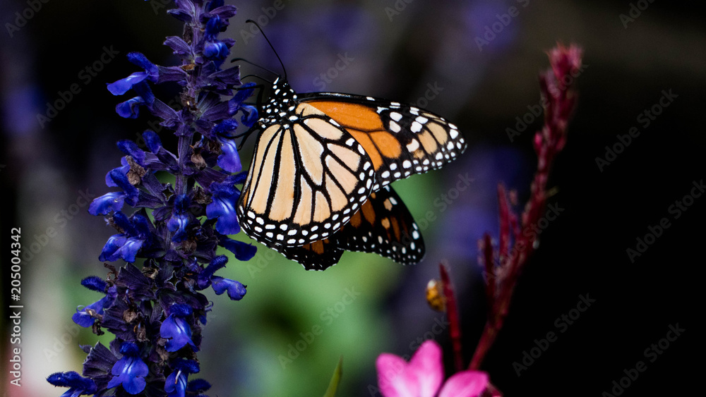 Obraz premium Butterfly Petals