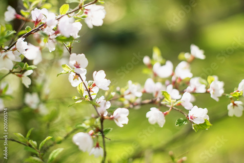 Defocus natural background blurred small flowers on a branch.