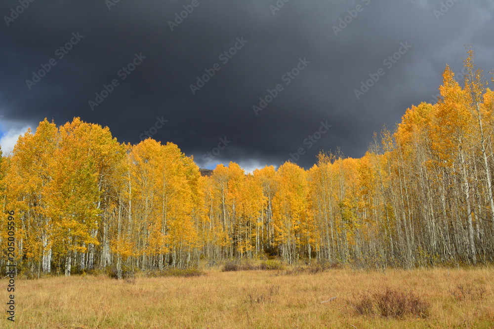 Fototapeta premium Fall Storm