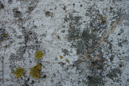 Parmelia saxatilis lichen