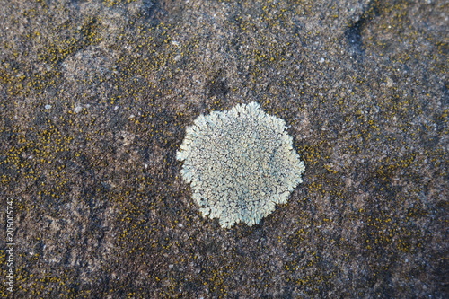 Parmelia saxatilis lichen photo