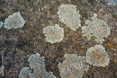 Parmelia saxatilis lichen photo