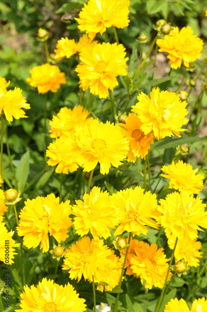 初夏の黄色い花 初夏の黄色い花