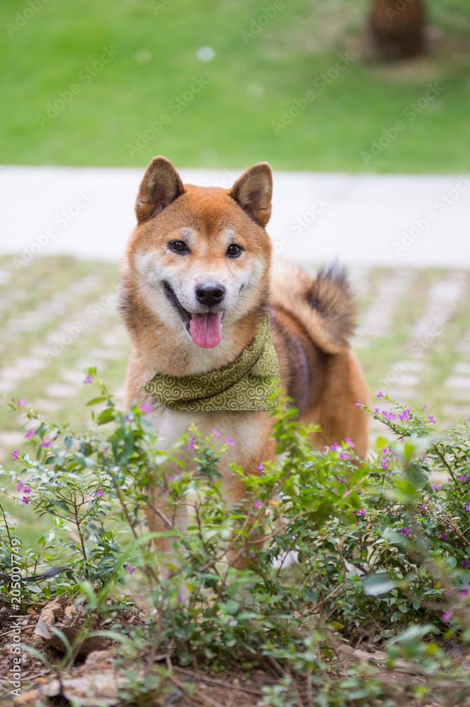 Lovely Shiba Inu, walking in the park