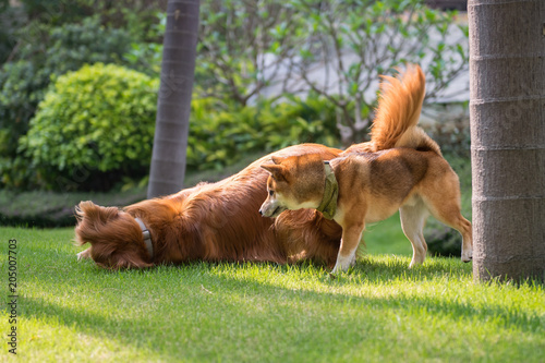 Golden retriever and Shiba Inu play in the meadow