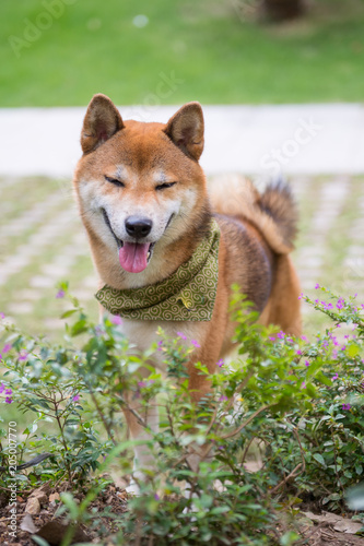 Lovely Shiba Inu, walking in the park © chendongshan