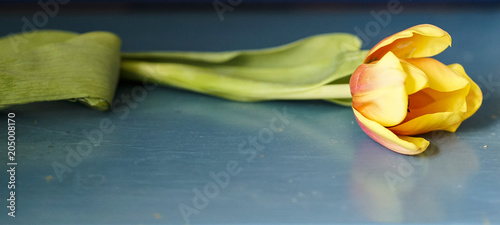 spring tulip on blue background