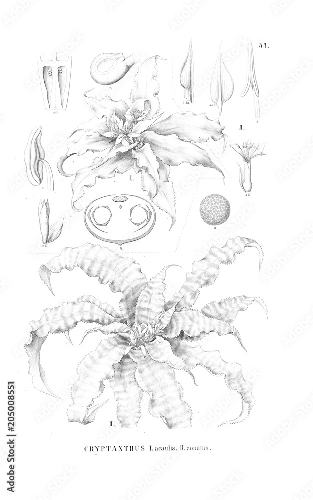 Illustration of plant Illustration of plant