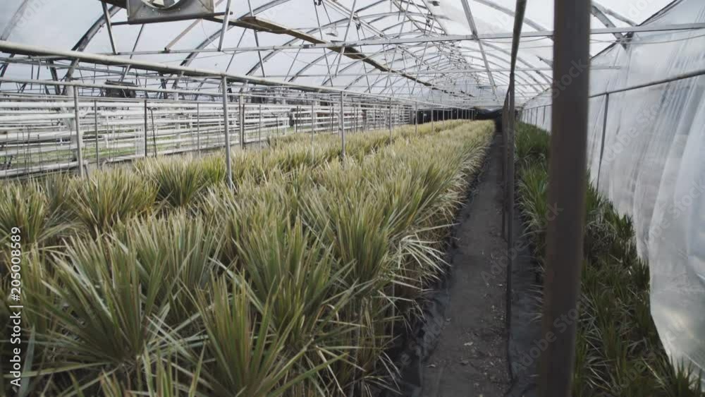 View of seedlings in the greenhouse. 4K View of seedlings in the greenhouse. 4K