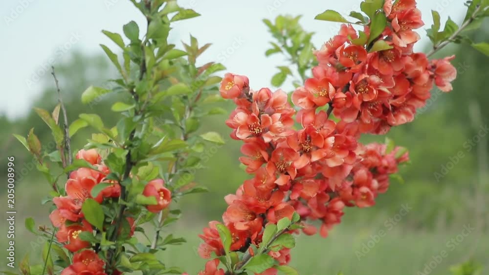 Japanese quince Bush with flowers standing in the field and swaying in the wind. It's spring Japanese quince Bush with flowers standing in the field and swaying in the wind. It's spring