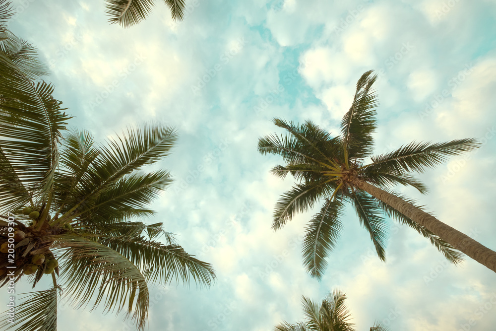 Vintage nature background - coconut palm tree on tropical beach blue sky with sunlight of morning in summer, uprisen angle. vintage instagram filter