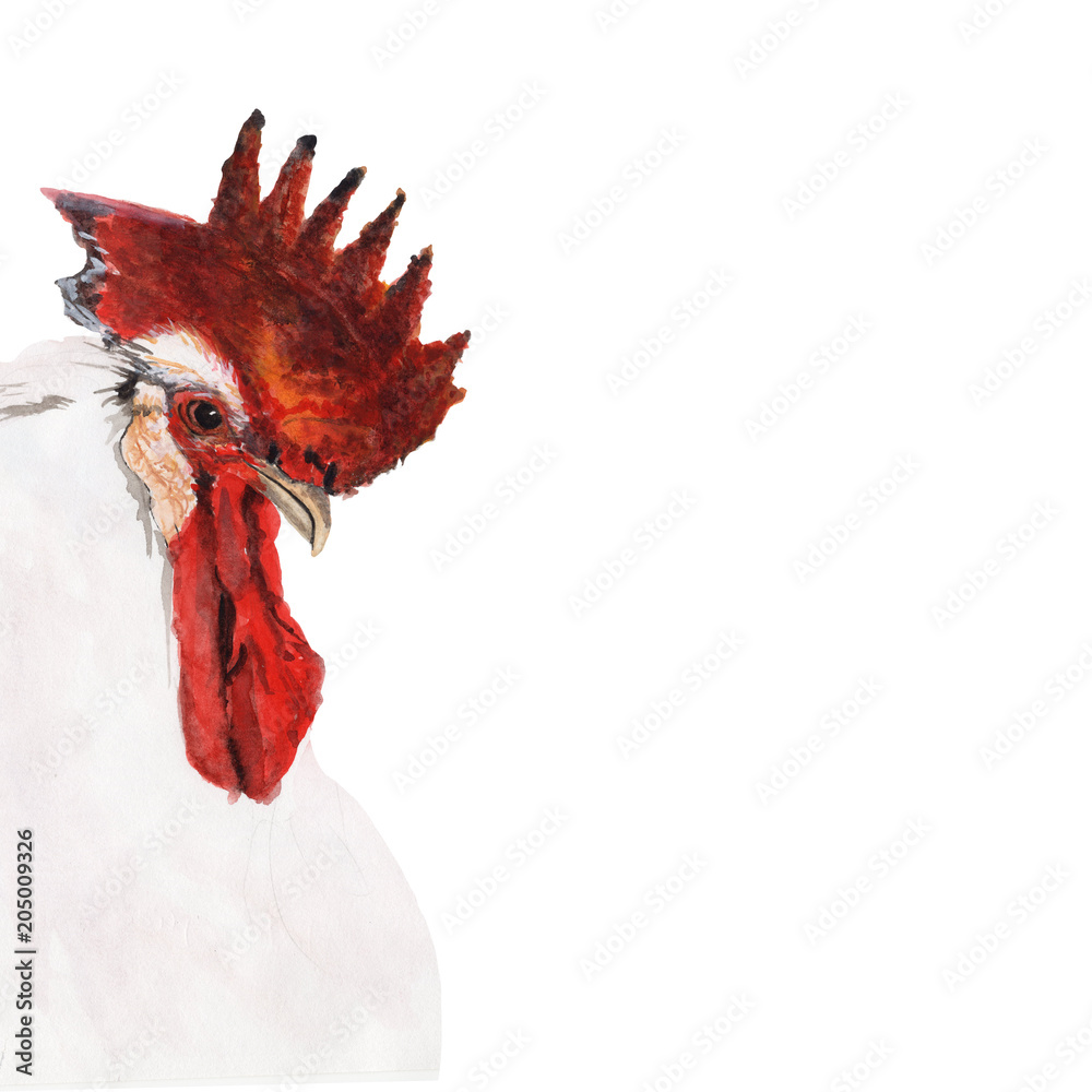 Chicken watercolor illustrations and Hand drawn sketch. Watercolor ...