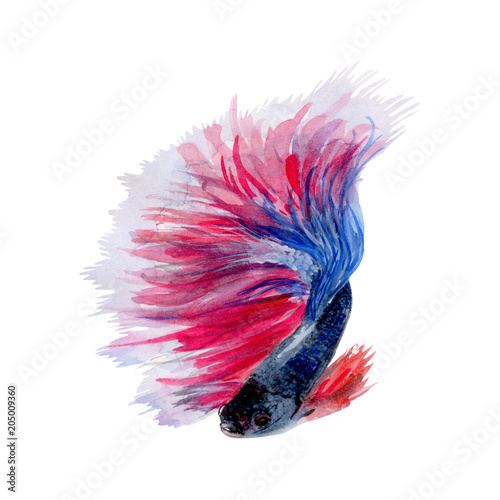 Fighting Fish watercolor illustrations and Hand drawn sketch. Watercolor painting Cute Fighting Fish. Animal Illustration isolated on white background.