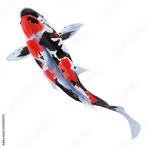 Photography Koi Carp Fish watercolor illustrations and Hand drawn sketch