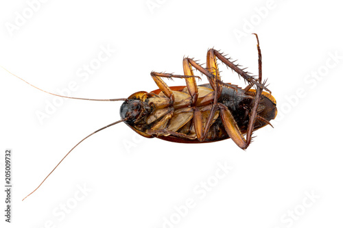 Dead cockroach lying on white background isolated with clipping path