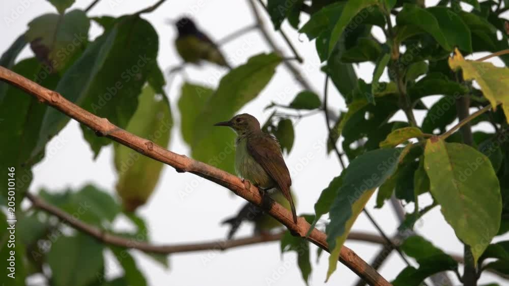 Common Tailorbird (Orthotomus sutorius) Sitting on Tree Branch. Common Tailorbird (Orthotomus sutorius) Sitting on Tree Branch.
