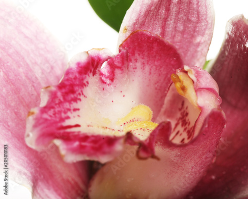 pink Orchid closeup over white