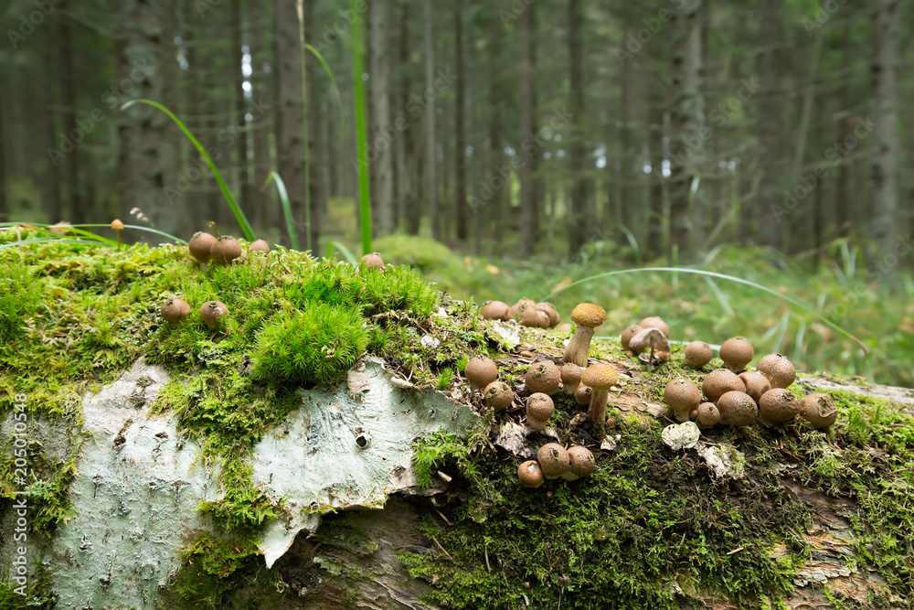 Puffballs growing on fallen birch trunk in forest Puffballs growing on fallen birch trunk in forest
