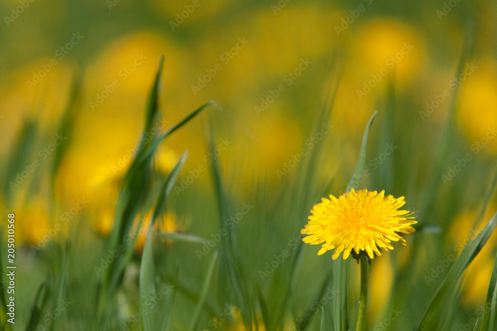 Obraz premium dandelions in the spring garden