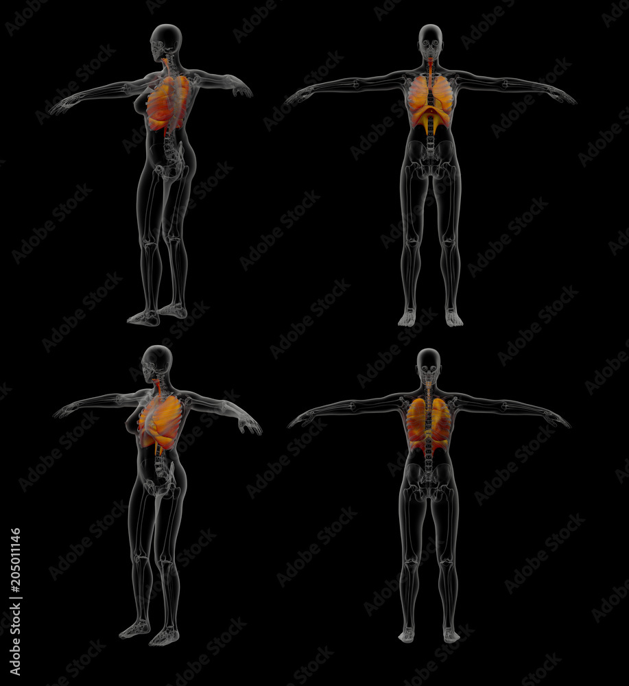 Obraz premium 3D rendering illustration of the respiratory system