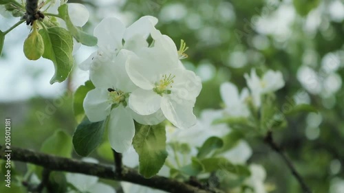 Branches with flowers of Apple trees swaying in the wind. Close up photo