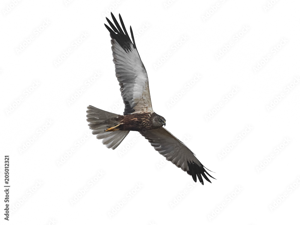 Obraz premium Błotniak stawowy (Circus aeruginosus)