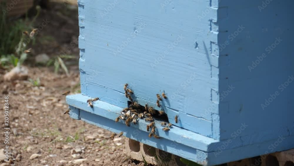 Bee apiary at the bee house. Bee houses.Slow motion 180 fps Bee apiary at the bee house. Bee houses.Slow motion 180 fps