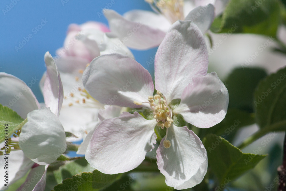 flowers of an apple tree in a spring garden flowers of an apple tree in a spring garden