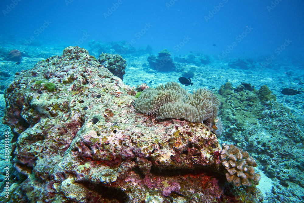 Fish on underwater coral reef