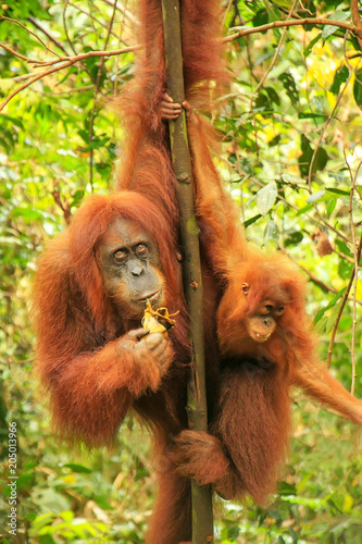 Female Sumatran orangutan with a baby sitting on a tree in Gunung Leuser National Park  Sumatra  Indonesia
