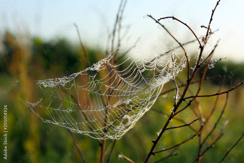 spider web with dew drops on plants in sunlight. Macro photography