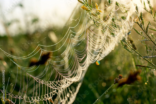 spider web with dew drops on plants in sunlight. Macro photography