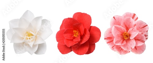 Fotografering White Camellia Flower