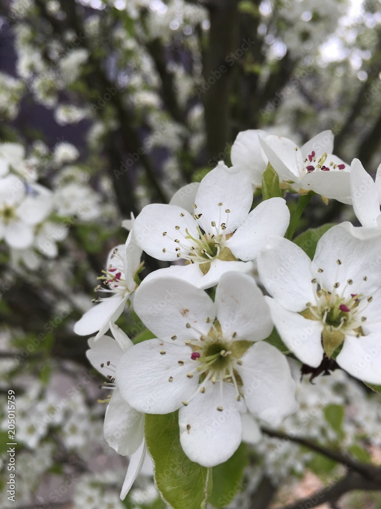 Obraz premium white-flowers