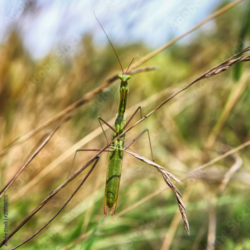 Silhouette of a green grasshopper on a blurred background of grass and sky
