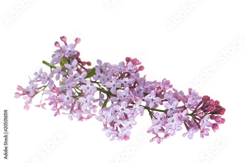  lilac flowers (Syringa)