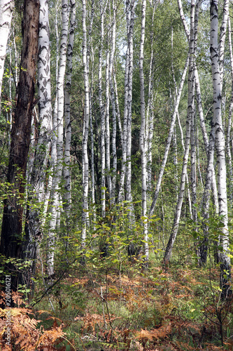 a birch grove on a summer day © 977_rex_977