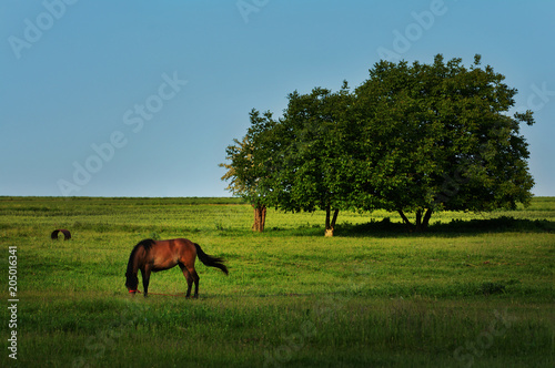 Beautiful landscape with trees and  horse grazing in Dobrogea , Romania © elephotos