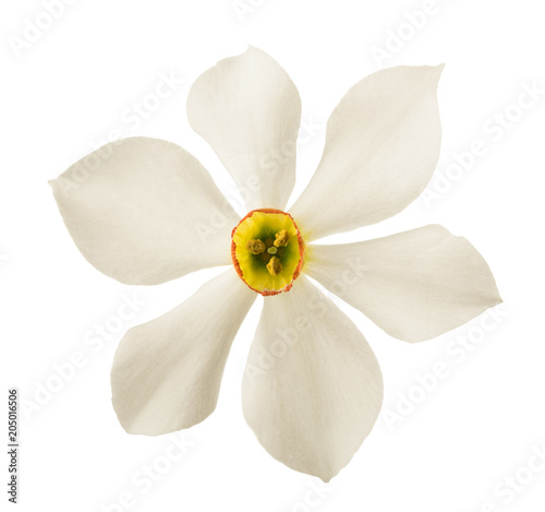 Fototapeta Naklejka Na Ścianę i Meble -   Daffodil