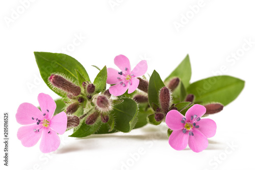 common soapwort (Saponaria officinalis)