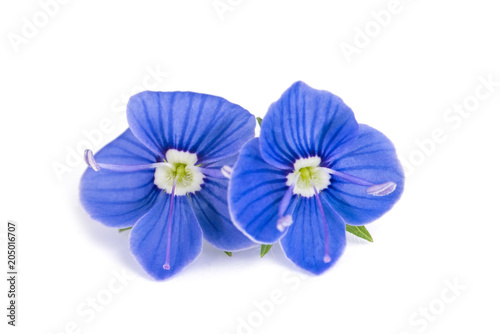 Veronica chamaedrys flowers